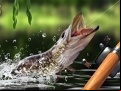 Juego Morning catch