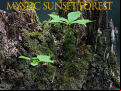 Juego Mystic sunset forest